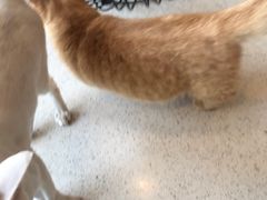 -飞行喵MR PILOT|猫舍·猫咖(静安大融城店)