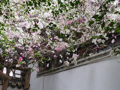 -深圳国际园林花卉博览园