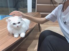 -瞄一喵猫咖(格力海岸店)