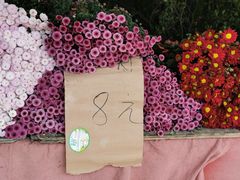 -三圣花乡旅游区