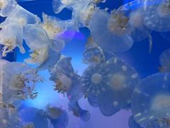 -左海海底世界