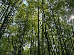 -徐老幺奶汤面