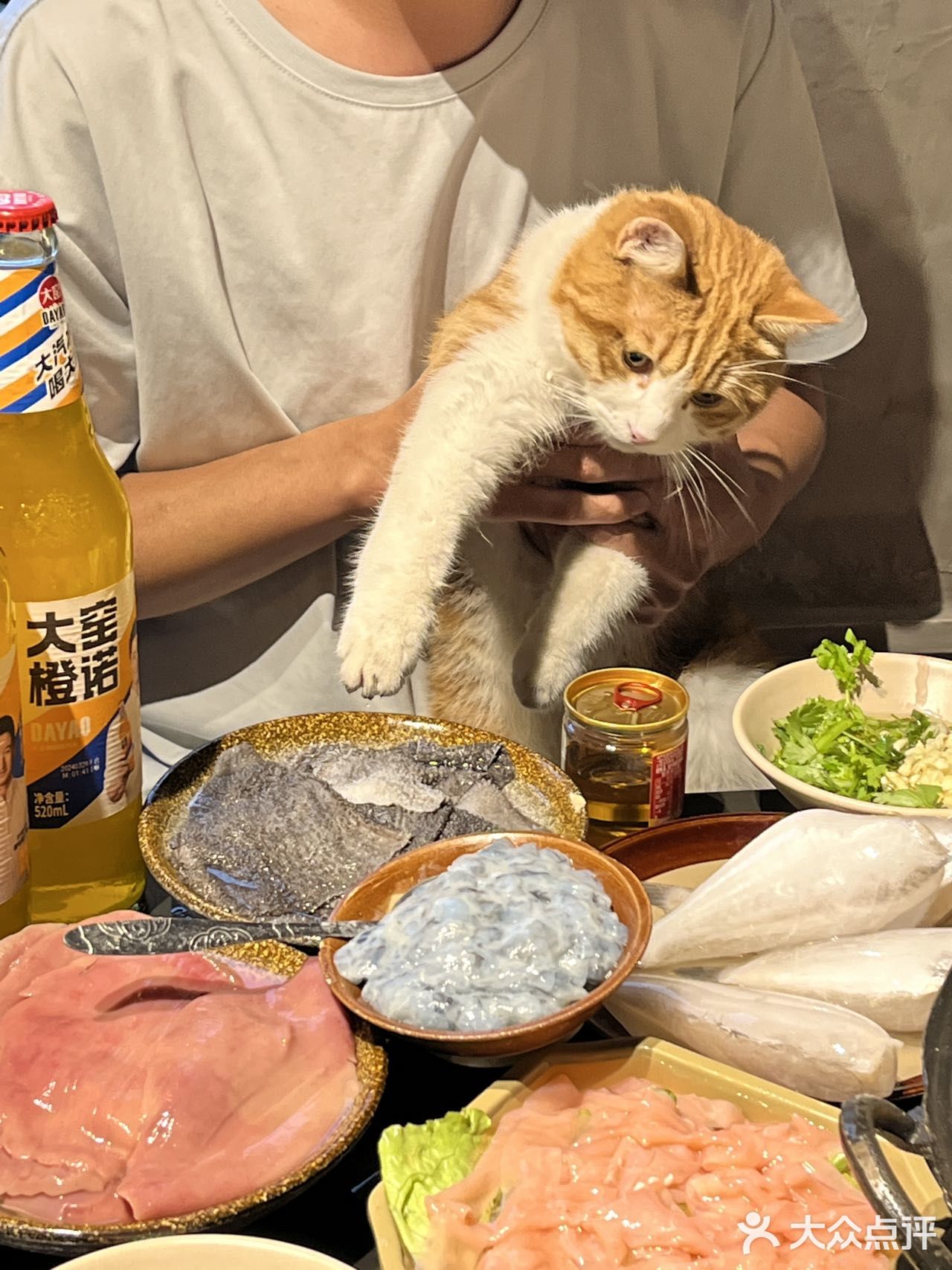 一边吃火锅，一边撸猫是种什么体验！