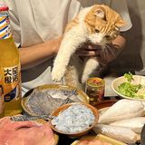 一边吃火锅，一边撸猫是种什么体验！