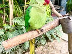 -南宫五洲植物乐园