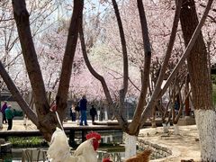 -春风习习