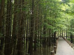 -桤木河湿地公园