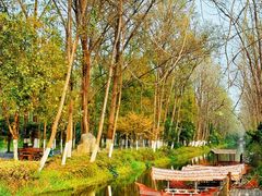 -合肥滨湖国家森林公园