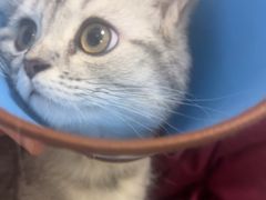 -瑞派福兴宠物医院犬猫全科·骨科·中西医结合(河东店)