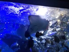 -江和美海洋公园