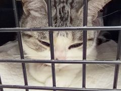 -纳吉亚猫专科动物医院·北北分院