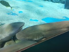 -锦艺城海洋馆