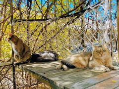 -喵屿·大理花园猫咖