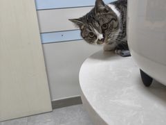 -中农国际动物医院24小时·猫科·骨科·急重症中心