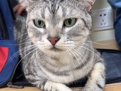 -美联众合动物医院·24h京西诊疗中心