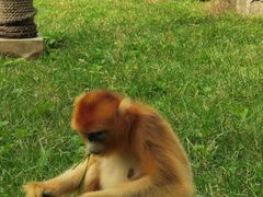 -西安秦岭野生动物园