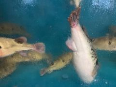 -天正河鲀·河豚亭(大连店)