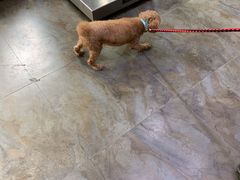 -暖阳宠物医院·犬猫康复中心·骨科
