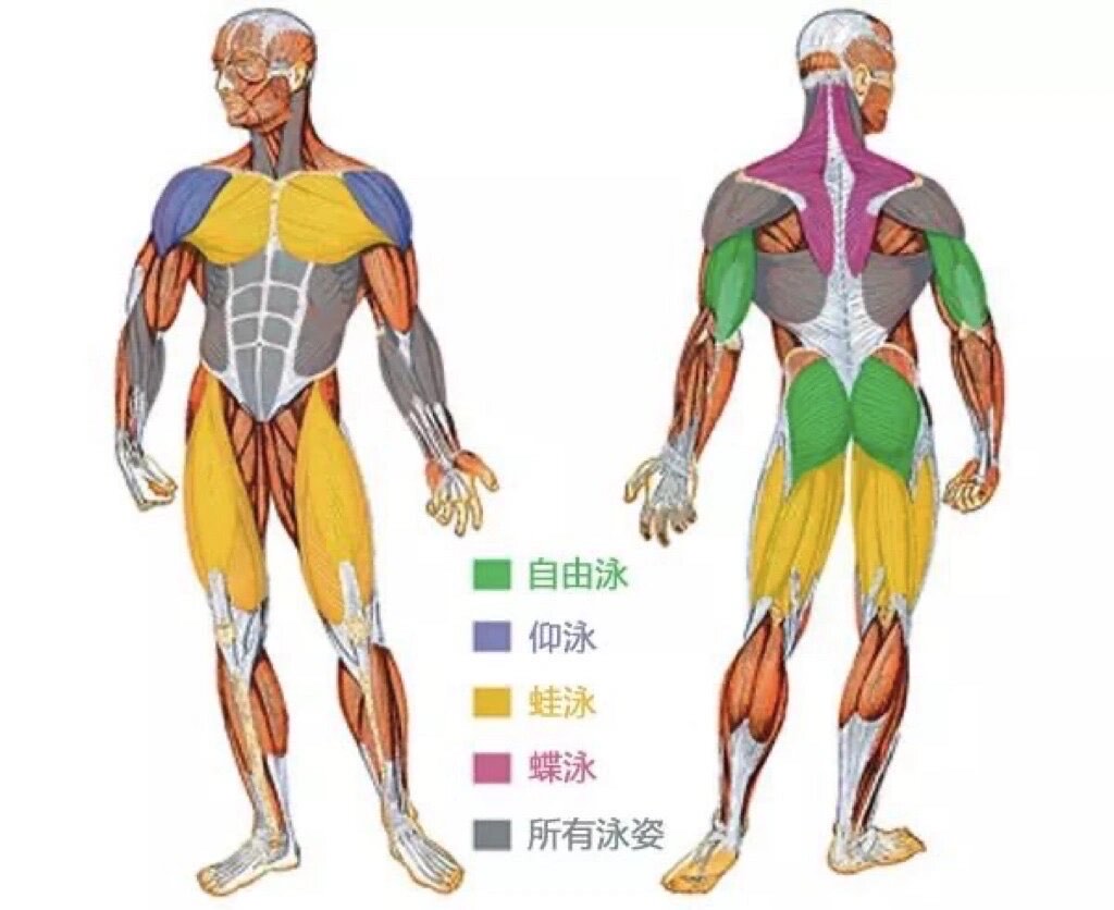 泳姿 锻炼肌肉图片