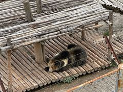 -青藏高原野生动物园