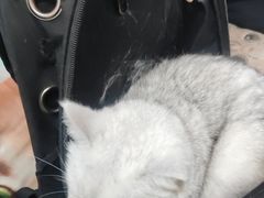 -瑞派宠物医院·内科·软组织·绝育中心(沈阳八纬路分院)