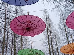 -东平国家森林公园