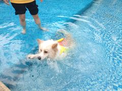 -汪说喵讲宠物乐园宠物酒店(红星美凯龙店)