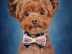 -帕帕拉兹宠物(亚洲旗舰店)