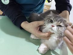 -艾贝尔宠物医院·24H转诊中心·肿瘤猫专科(江宁双龙店)