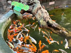 -正佳雨林生态植物园