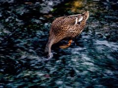 -桤木河湿地公园