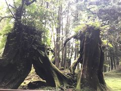 -阿里山神木遗迹