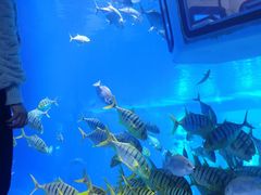 -成都浩海立方海洋公园