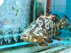 -海逸海鲜酒家(古北店)