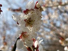 -香雪海