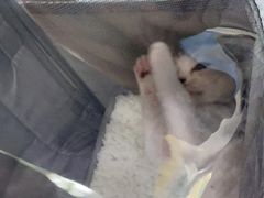 -宠颐生宠物医院外科·内科·皮肤科·影像科(石龙店)