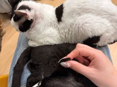 -有喵·猫咖·狗咖·30几只猫10只小狗(岗厦店)