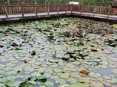 -五缘湾湿地公园