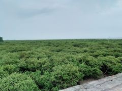 -北海金海湾红树林生态旅游区