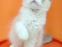 -三花喵·撸猫购宠·宠物生活馆(虹桥南丰城店)