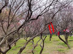 -无锡梅园公园