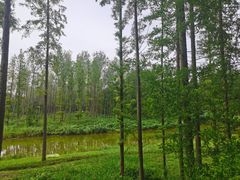 -黄海国家森林公园