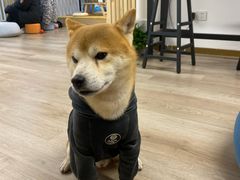 -柴迷FANS CLUB·柴犬狗咖·猫咖
