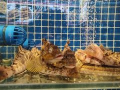 -大闫家烧烤·小海鲜家常菜(郑庄店)