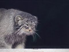 -青藏高原野生动物园