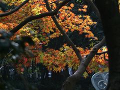 -杭州黄龙洞