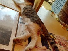 -猫的天空之城概念书店(景德镇陶溪川店)