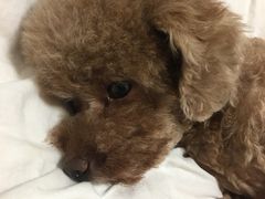 -创凡宠物医院·骨专科  猫科中心(西乡分院)