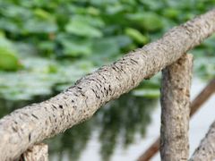 -白渔泡湿地公园