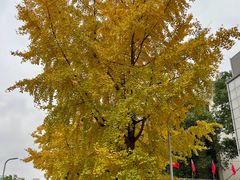 -四川大学(望江校区)
